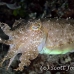 cuttlefish_reef_bo_mb_h_0088_png2193.jpg